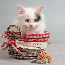 basket, Little, kitten