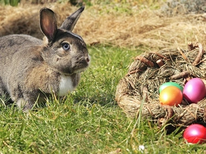 Rabbit, basket, Painted eggs, grass