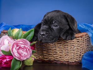 Black, basket, Peonies, Cane Corso