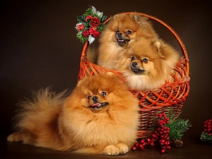 basket, Three, puppies