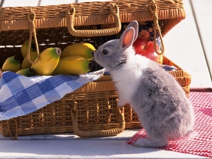 wicker, Rabbit, Fruits, basket
