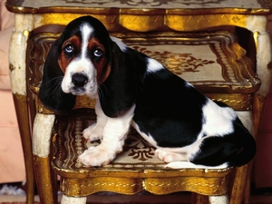sad, Basset Hound, antique, Eyes