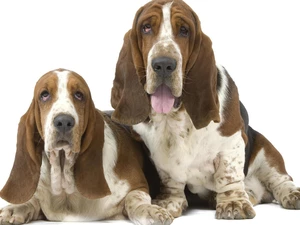 Longs, ears, puppies, Basset Hound, Two cars