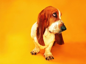 basset, dog, race