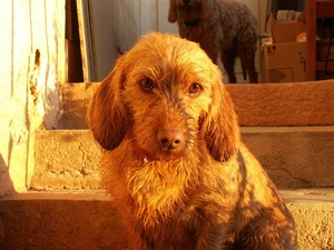 Basset bretoński, Stairs