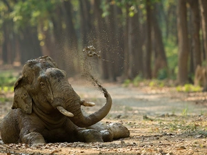 bath, Elephant, Mud