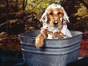 bath, Cocker, Spaniel