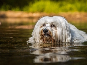 bath, Havanese, water