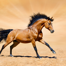 Horse, gear, Sand, bay