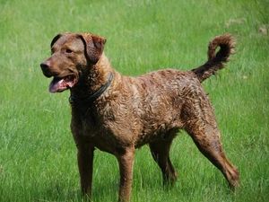 Chesapeake Bay retriever, Beatyfull, Big