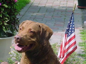 Chesapeake Bay retriever, USA flag