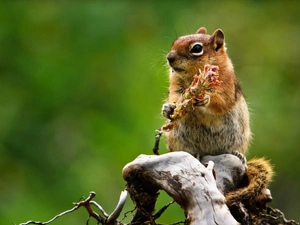 Lod on the beach, squirrel, Chipmunk