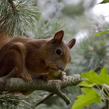 trees, Ginger, Conifers, Lod on the beach, squirrel, viewes, Leaf