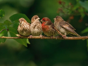 Lod on the beach, four, finches