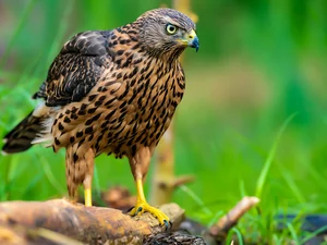 Lod on the beach, Bird, hawk