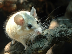 Lod on the beach, White, mouse