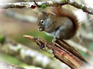 Lod on the beach, small, squirrel