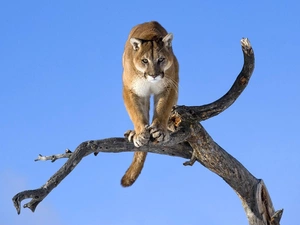 Lod on the beach, viewes, cougar, trees