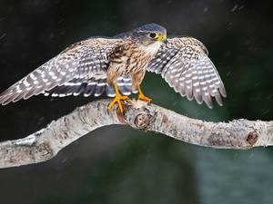 Lod on the beach, viewes, falcon, trees