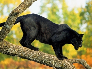 Lod on the beach, viewes, Panther, trees
