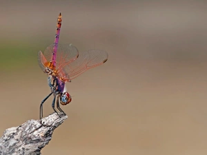 Lod on the beach, dragon-fly, wings