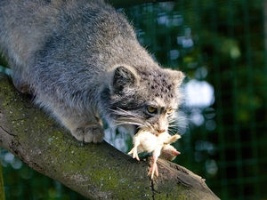 Lod on the beach, Manul, trophy