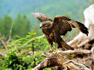 Lod on the beach, hawk, wings