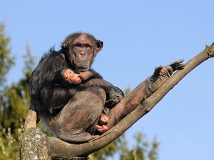 Lod on the beach, chimpanzee, young