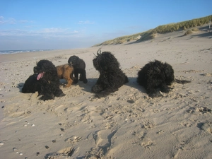 French Briard Sheepdogs, Beaches