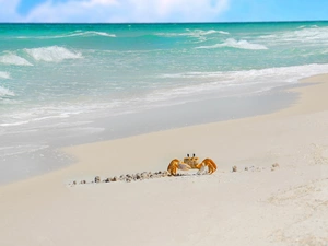Beaches, crab, sea