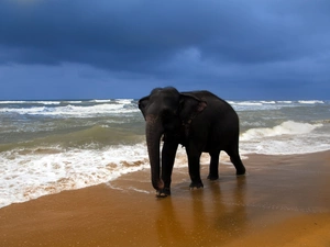 Beaches, Elephant, sea