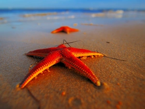 sea, Sand, starfish, Beaches