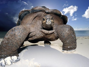 Beaches, colossal, turtle