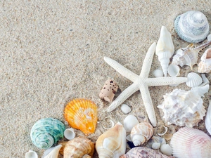 Sand, Beaches, White, starfish, Shells