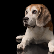 Dark Background, Puppy, Beagle