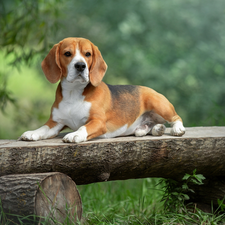 dog, Wooden, Bench, Beagle