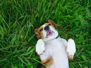 dog, tongue, grass, Beagle