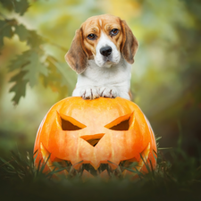 dog, pumpkin, halloween, Beagle