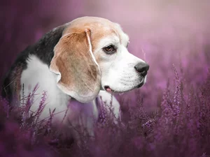 dog, Flowers, heathers, Beagle