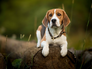 dog, Logs, plants, Beagle