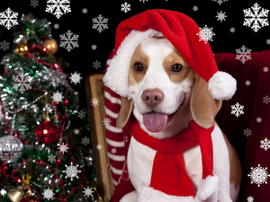 Nicholas, christmas tree, Beagle, Hat, dog