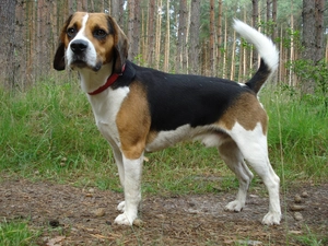 Beagle, forest