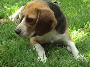 Beagle, grass