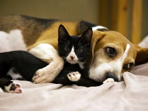 friends, Beagle, kitten, dog, Black