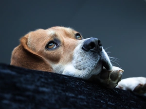 Beagle, muzzle