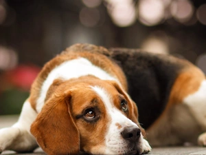 Beagle, muzzle