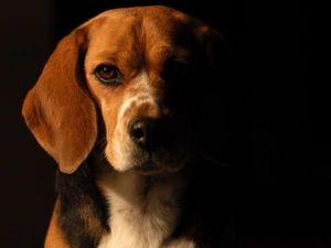 Beagle, portrait