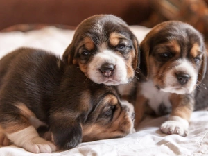 Beagle, sweet, Puppies