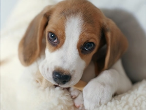 Puppy, mouth, bone, Beagle