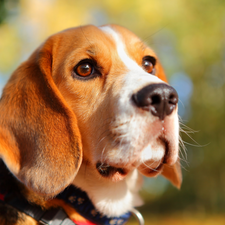The look, dog, Beagle
